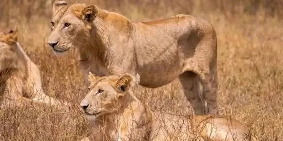 Luxury Tanzania Safari: The Ultimate Holiday in the Heart of Africa