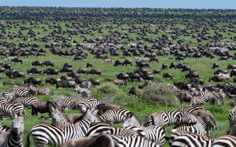 Ndutu Safari Tanzania: Witness the Heart of the Serengeti