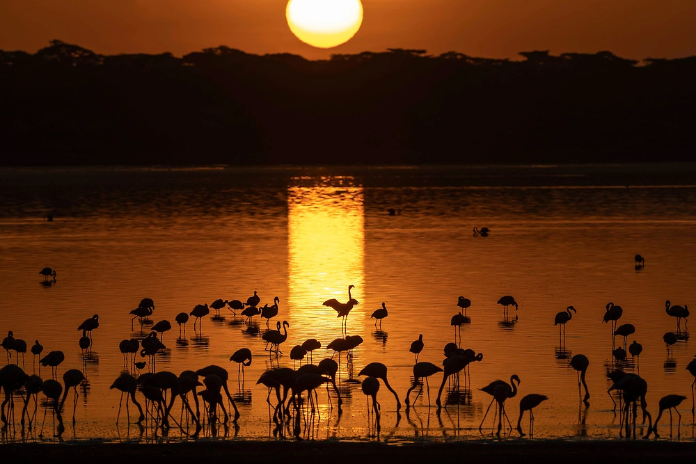 Northern Tanzania Safari: Explore Serengeti, Tarangire and Lake Manyara