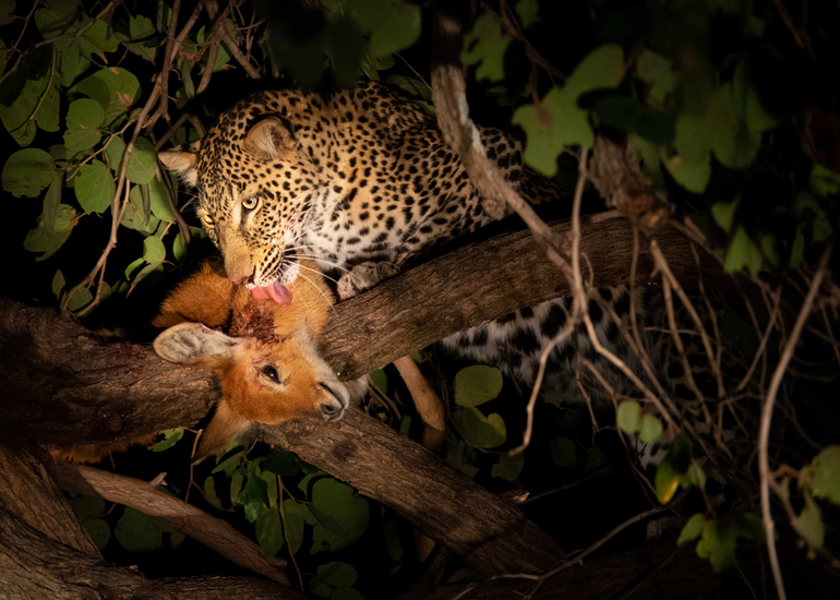 October Vacation Ideas in Tanzania | Northern Circuit Safari Guide