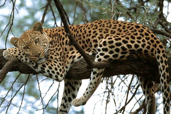 Private Safari 2026 in Arusha | Luxury Tanzania Safari Experience