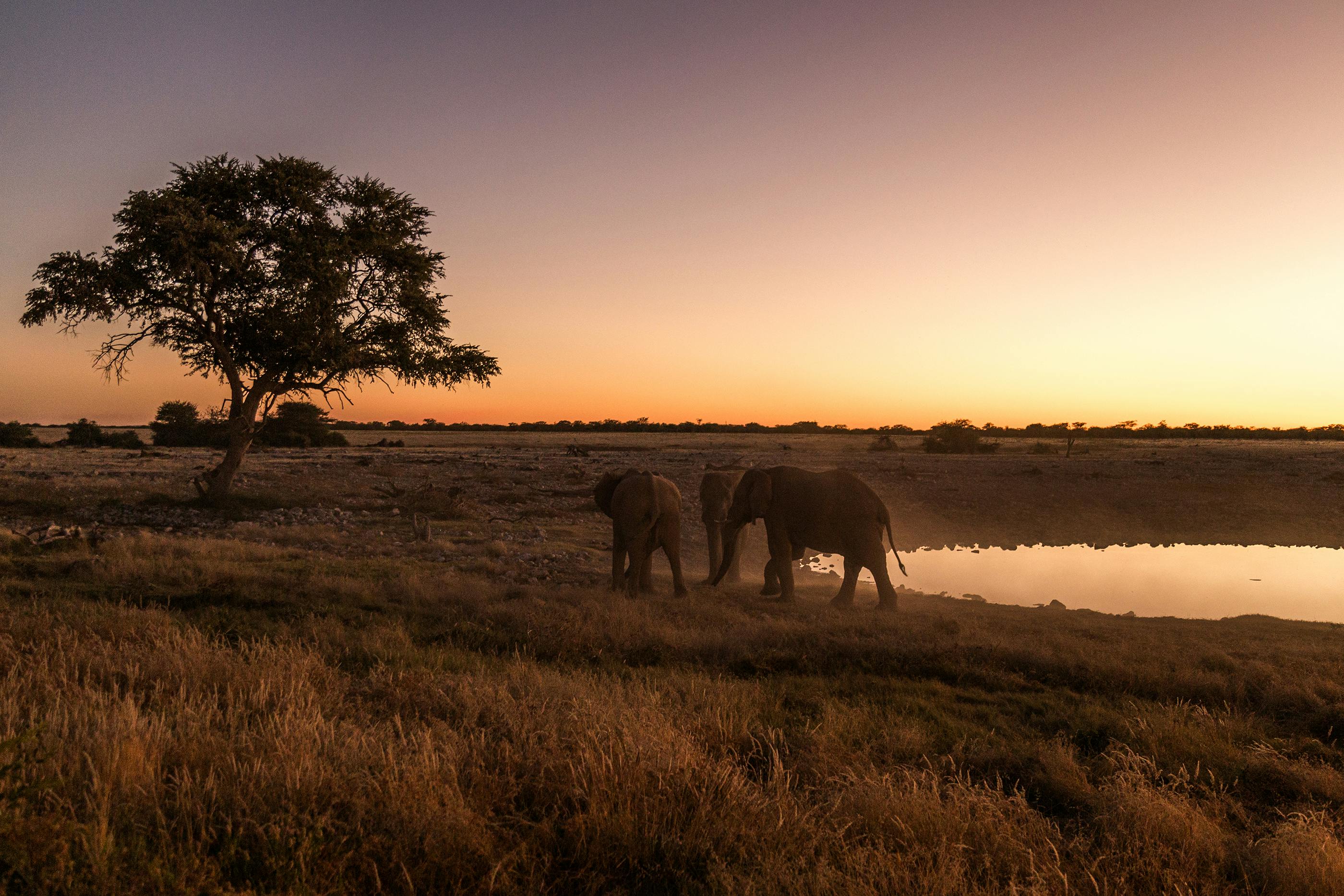 Reading the Wild: How Tanzania’s Animals Tell Their Own Story