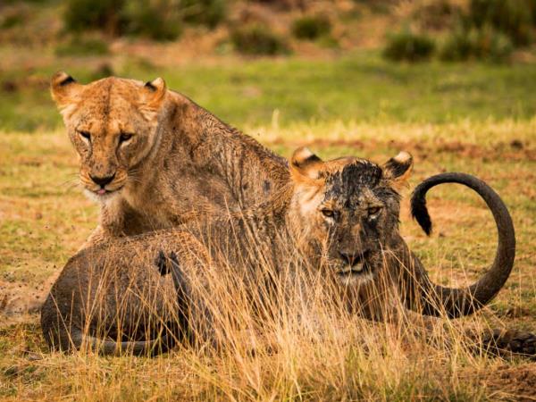 Serengeti National Park Safari: Ultimate Wildlife Adventure