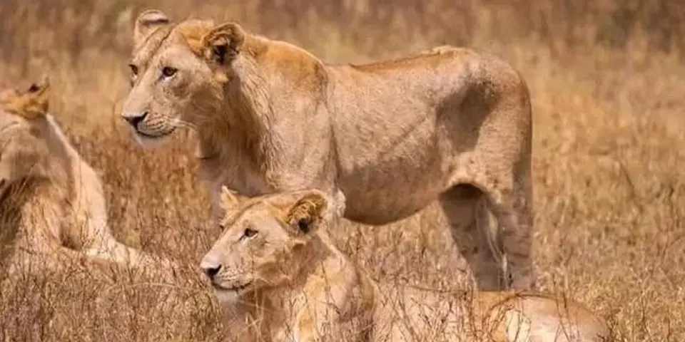 Tanzania Safari 2026: Timing, Travel Style and Wildlife Experiences