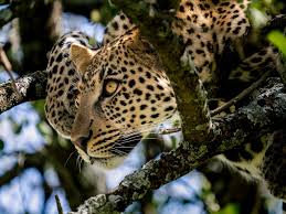 Unforgettable Tanzania Safari Holidays with Tanzania Safari Source Tours