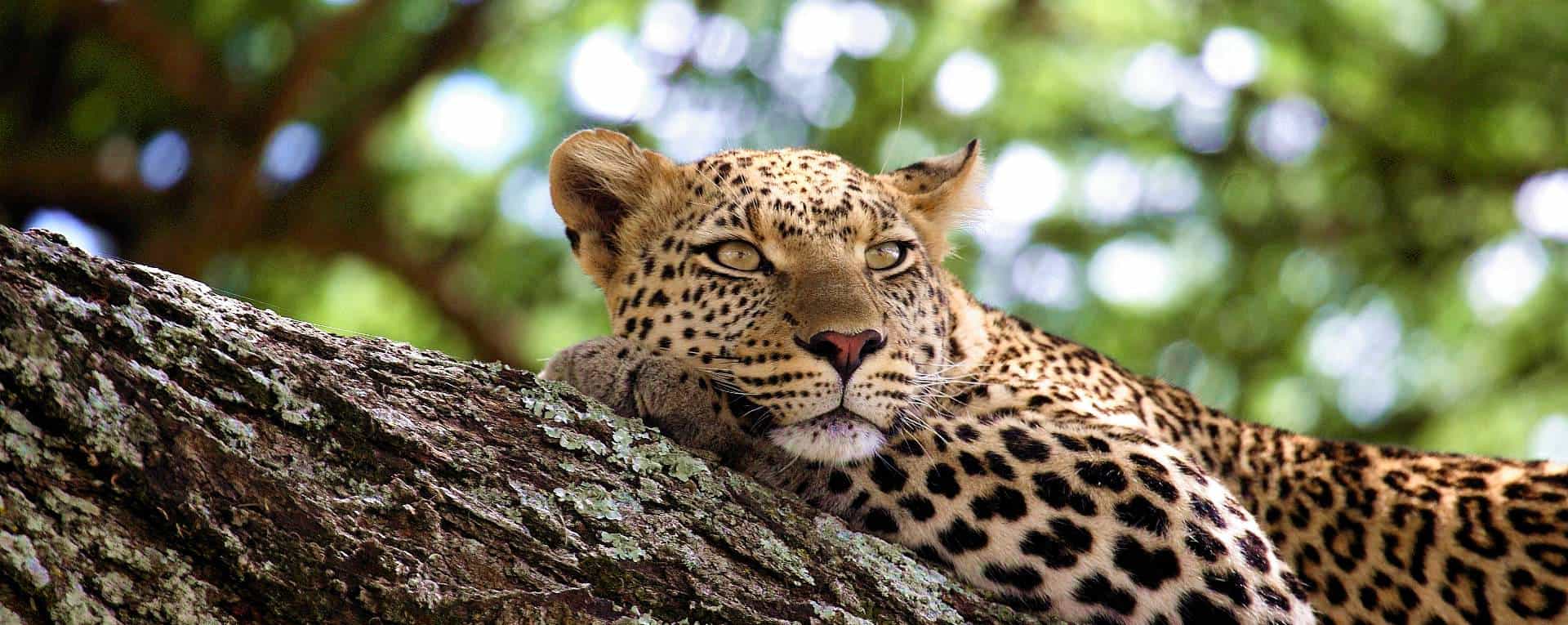 Tanzania Travel Guide: Wildlife, Scenic Parks and Indigenous Culture