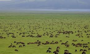 Tanzania Weather and Landscape in March: Lush Savannahs, Vibrant Wildlife, and Seasonal Rain