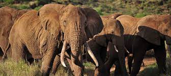 Tanzania’s Hidden Gems: Off-the-Beaten-Path Adventures in Northern Parks