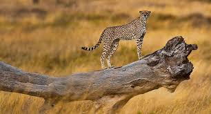 The Best Time to Witness the Great Migration River Crossings in Tanzania