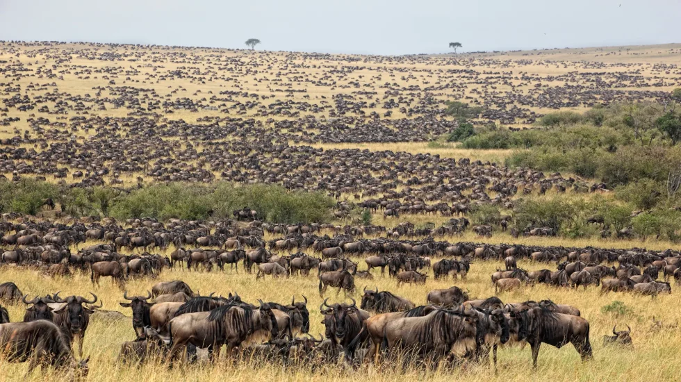 Why Do Wildebeest Migrate? Understanding Africa’s Great Migration