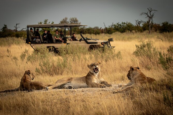 Wildebeest and Predators on the Golden Grass of the Serengeti