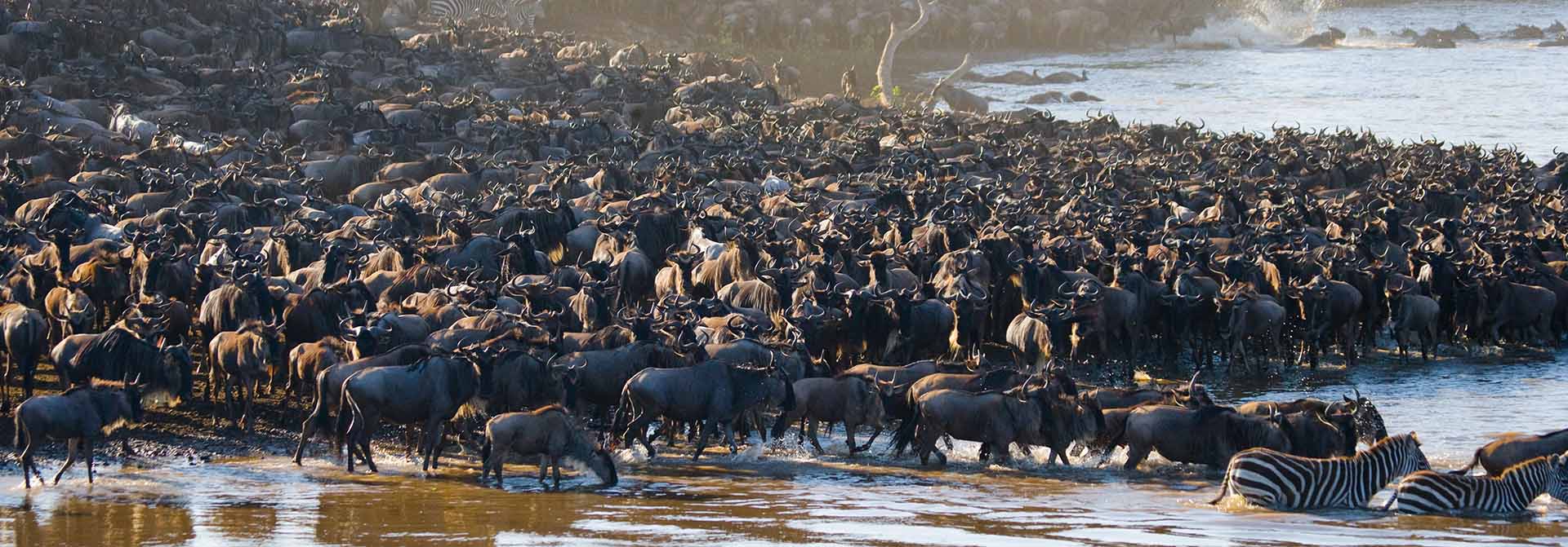 Wildebeest River Crossing 2026: Hot Air Balloon Safari in the Serengeti