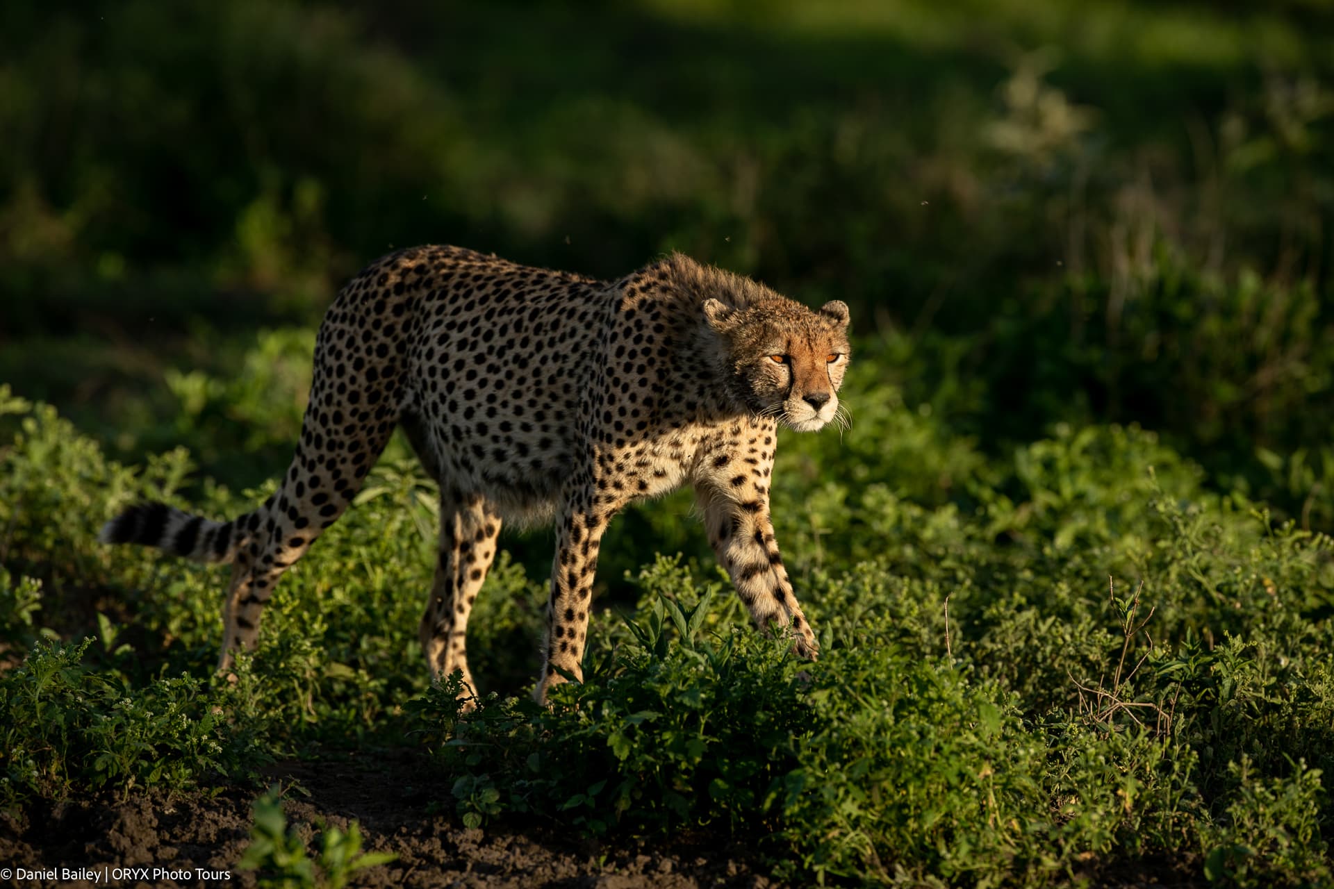 Witness the Great Migration in Tanzania: Africa’s Ultimate Safari Adventure
